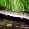 Zaire-Flösselhecht, Polypterus Delhezi -EHEM Geschaft 81927 Zaire Floesselhecht Polypterus delhezi