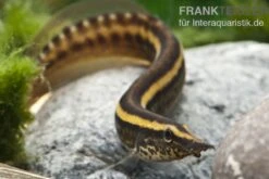 EHEM Geschaft -EHEM Geschaft 82876 Macrognathus lineatomaculatus 1