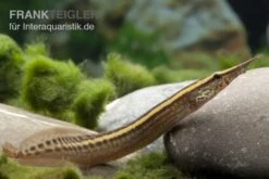 EHEM Geschaft 23 Stachelaal, Macrognathus Lineatomaculatus