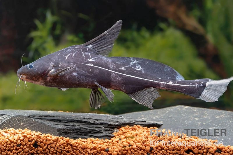 EHEM Geschaft 14 EHEM Geschaft -EHEM Geschaft Black Lancer Bagrichthys macracanthus