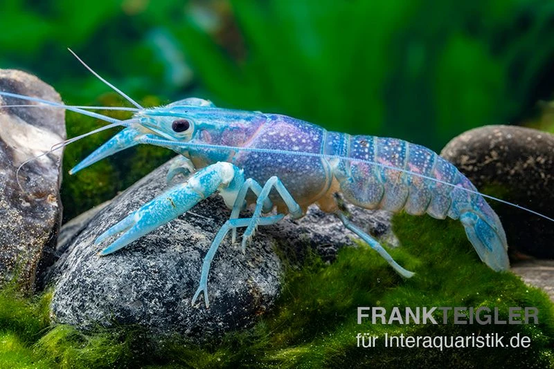 EHEM Geschaft 15 EHEM Geschaft -EHEM Geschaft Blauer Rotscherenkrebs Cherax quadricarinatus neu 1