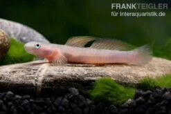 Cebu-Grundel, Sicyopus Cebuensis, 1 Paar -EHEM Geschaft Cebu Grundel Sicyopus cebuensis 3