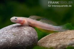 Cebu-Grundel, Sicyopus Cebuensis, 1 Paar -EHEM Geschaft Cebu Grundel Sicyopus cebuensis 4