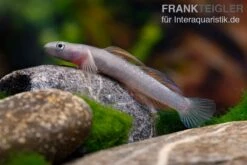 Cebu-Grundel, Sicyopus Cebuensis, 1 Paar -EHEM Geschaft Cebu Grundel Sicyopus cebuensis 5