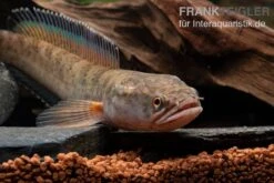True Blue Schlangenkopf, Channa Sp. „True Blue Snakehead“ -EHEM Geschaft Channa spec 2 True Blue 1