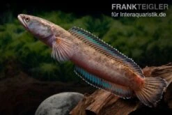 True Blue Schlangenkopf, Channa Sp. „True Blue Snakehead“ -EHEM Geschaft Channa spec 2 True Blue 15