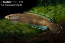 True Blue Schlangenkopf, Channa Sp. „True Blue Snakehead“ -EHEM Geschaft Channa spec 2 True Blue 17