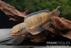 True Blue Schlangenkopf, Channa Sp. „True Blue Snakehead“ -EHEM Geschaft Channa spec 2 True Blue 24