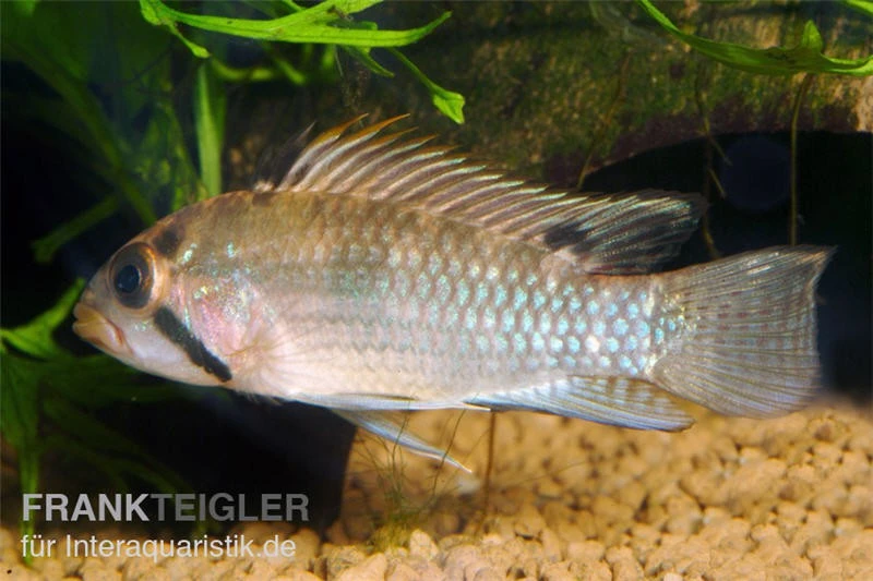 Großmaul Apistogramma, Apistogramma Norberti 3 Großmaul Apistogramma, Apistogramma Norberti