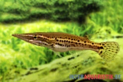 Hechtkopf, Luciocephalus Pulcher