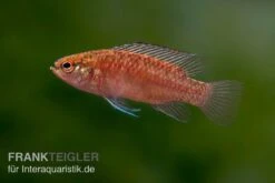 Kajal-Zwergblaubarsch, Dario Kajal (paarweise)