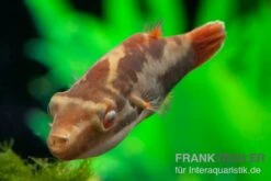 EHEM Geschaft 21 Kammkugelfisch, Carinotetraodon Irrubesco (Rotschwanzkugelfisch)