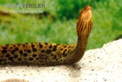 EHEM Geschaft 16 Leopardmuräne, Gymnothorax Polyuranodon (Echte Süßwassermuräne)