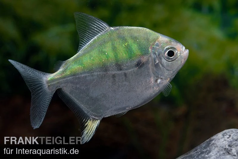 Mühlsteinsalmler, Myleus Setiger 3 Mühlsteinsalmler, Myleus Setiger