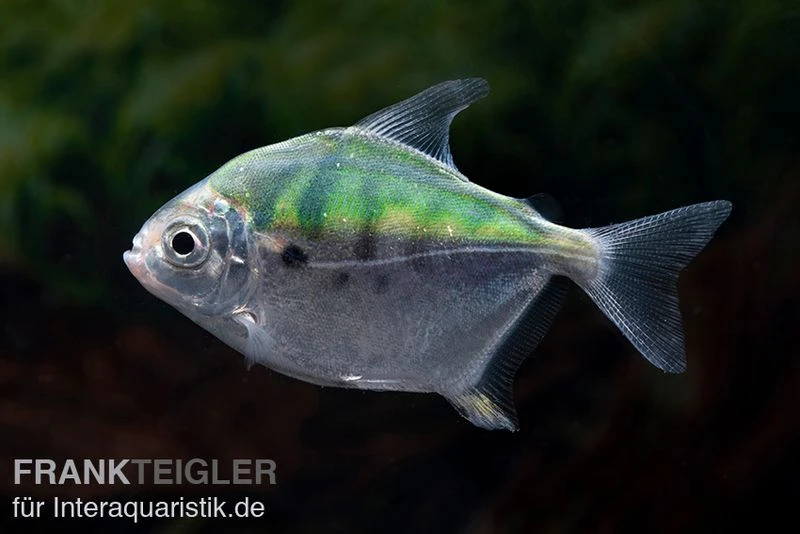 Mühlsteinsalmler, Myleus Setiger 4 Mühlsteinsalmler, Myleus Setiger – Bild 2