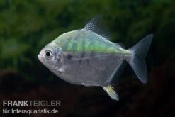 Mühlsteinsalmler, Myleus Setiger 10 Mühlsteinsalmler, Myleus Setiger -EHEM Geschaft Muehlsteinsalmler Myleus setiger 4