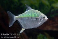 Mühlsteinsalmler, Myleus Setiger 11 Mühlsteinsalmler, Myleus Setiger -EHEM Geschaft Muehlsteinsalmler Myleus setiger 5