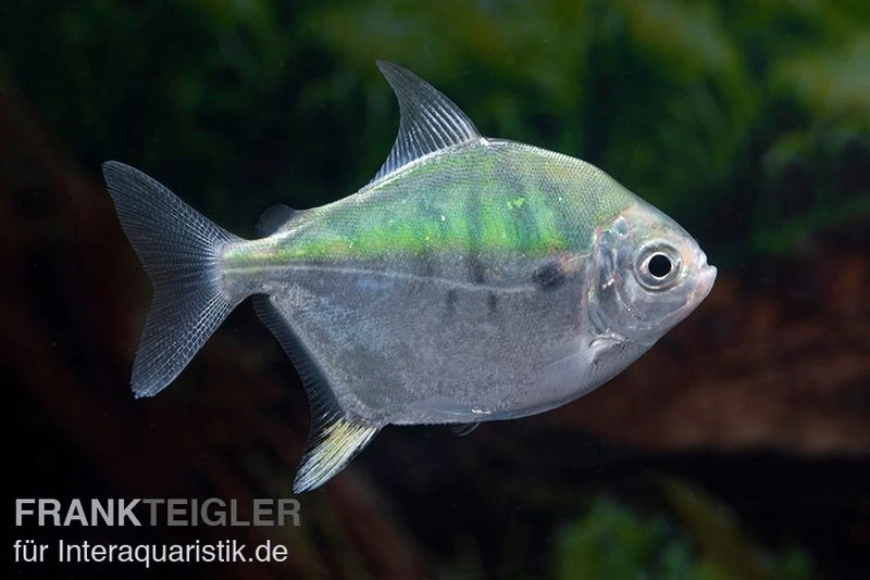 Mühlsteinsalmler, Myleus Setiger 7 Mühlsteinsalmler, Myleus Setiger – Bild 5