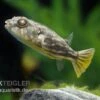Nilkugelfisch, Tetraodon Fahaka (lineatus) 1 Nilkugelfisch, Tetraodon Fahaka (lineatus) -EHEM Geschaft Nilkugelfisch Tetraodon fahaka lineatus
