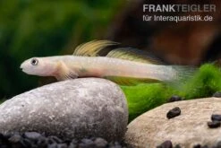 Cebu-Grundel, Sicyopus Cebuensis, 1 Paar -EHEM Geschaft Sicyopus cebuensis 31