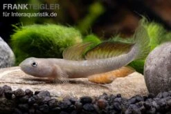 Cebu-Grundel, Sicyopus Cebuensis, 1 Paar -EHEM Geschaft Sicyopus cebuensis 33