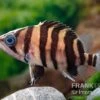 Tigerbarsch, Datnioides Microlepis 1 Tigerbarsch, Datnioides Microlepis -EHEM Geschaft Tigerbarsch Datnioides microlepis 2