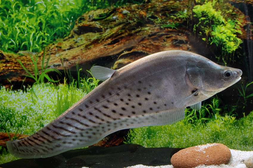 EHEM Geschaft 1 EHEM Geschaft -EHEM Geschaft 439006 chitala blanci5