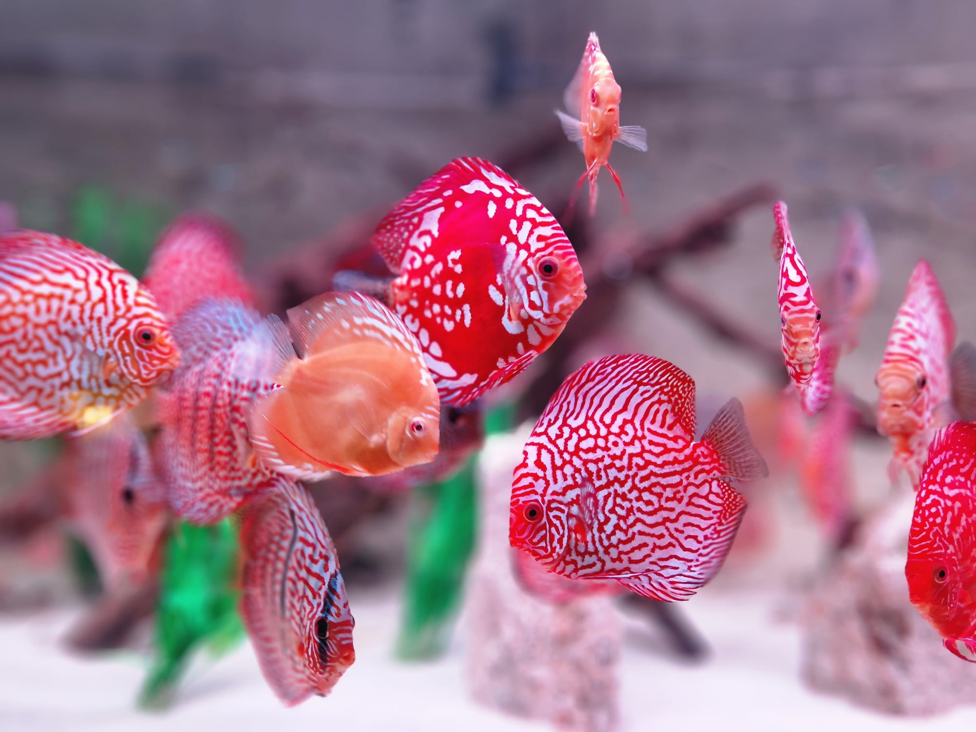 EHEM Geschaft -EHEM Geschaft 88888